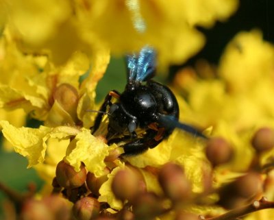 Another type of Bee