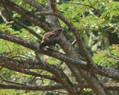 Tawny Eagle