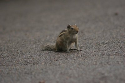 Squirell