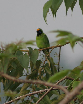 Golden fronted Leaf bird (chloropsis)