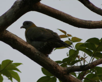 Green pigeon