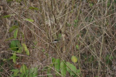 Orphean Warbler