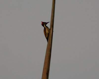 Lesser Flame backed woodpecker