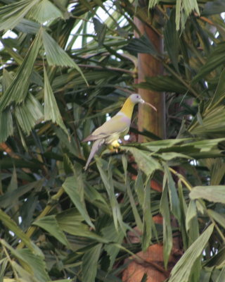 Yellow footed green pegion