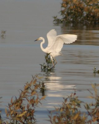 Egret