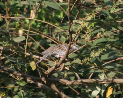 Spotted dove