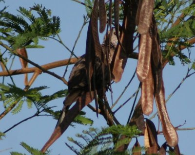 spotted dove camouflaged