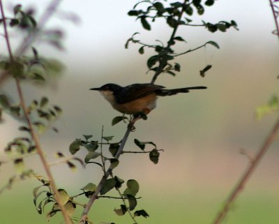 Ashy Prinia