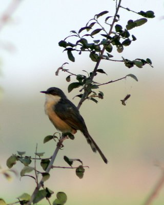 Ashy Prinia