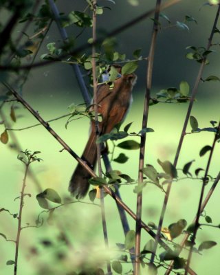 Yellow -eyed Babbler (U cant see its eyes in this picture.... however they dont have yellow eyes )