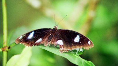 Danaid Eggfly