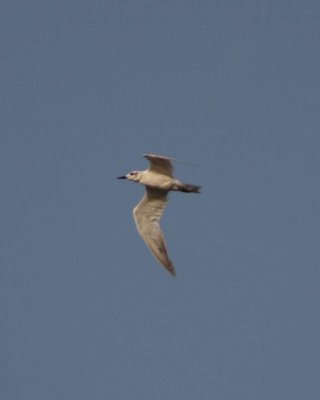 Gull Billed Tern