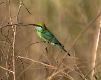 Small Green Bee-eater