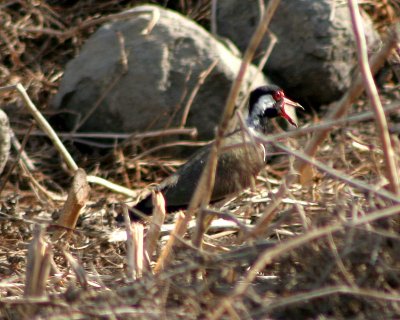 Red Watled Lapwing