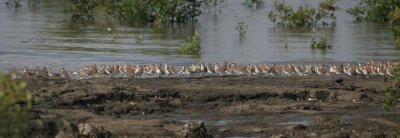 Birds lined up for congregation