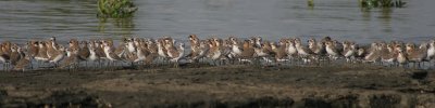  Lesser and Greater Sand Plovers + One Curlew