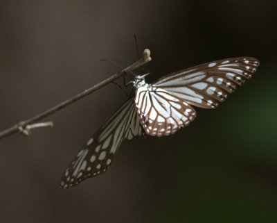 Blue Tiger