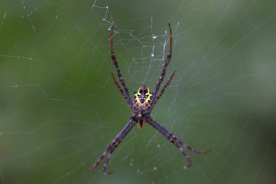 Signature spider