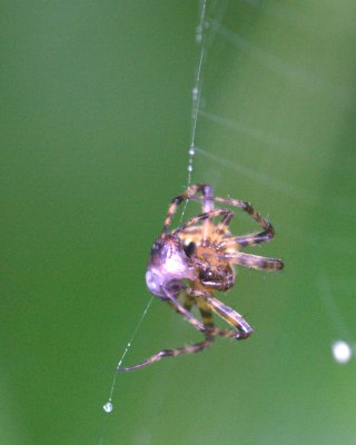 spider weaving web 
