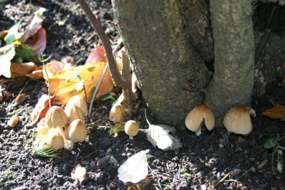 Fungii