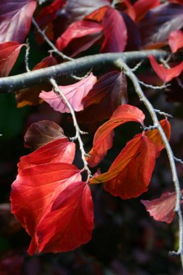 Red Leaves