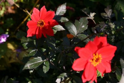 Flowers I