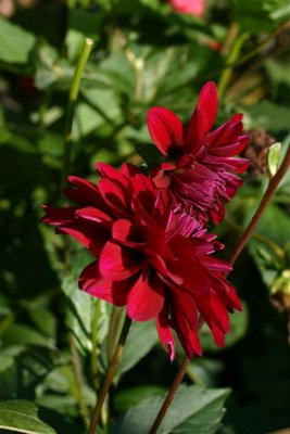 Flowers II
