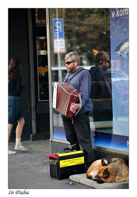 Accordionist And Guide dog