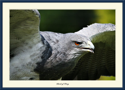 Grey Eagle Buzzard