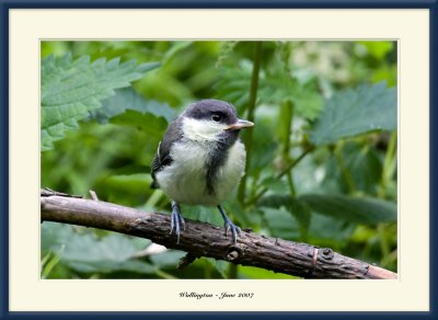 Great Tit