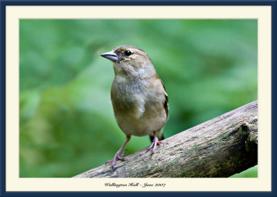 Female Chaffinch