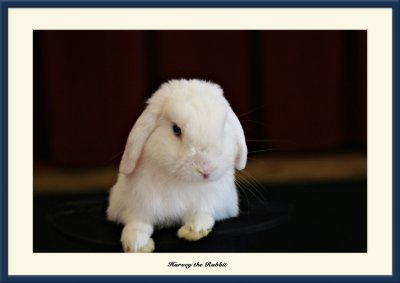 Harvey the Rabbit