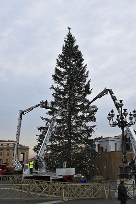 St. Peter's Square - Christmas Tree