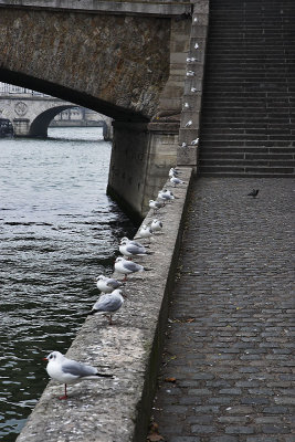 Parisienne Gulls 1