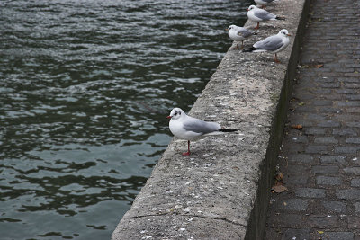 Parisienne Gulls 2