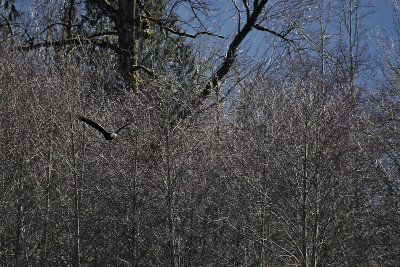 Eagles along the Skagit River 2007