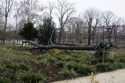 Bronze Dead Tree