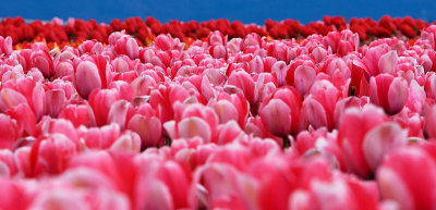 Tulip Town 26