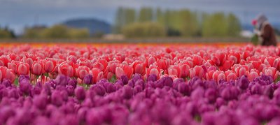 Tulip Town 42