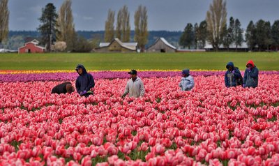 Tulip Town 43