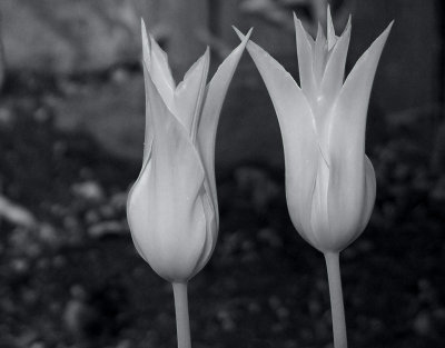 Garden Tulips 1