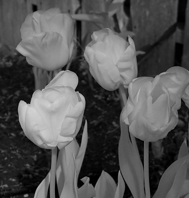 Garden Tulips 2