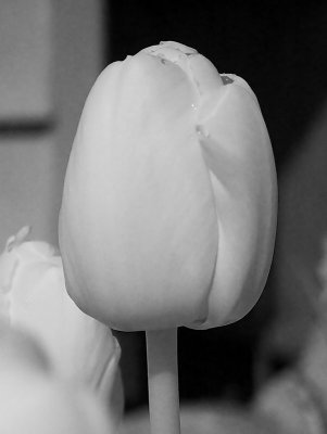 Garden Tulips 5