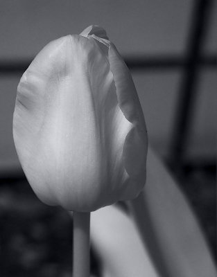 Garden Tulips 6