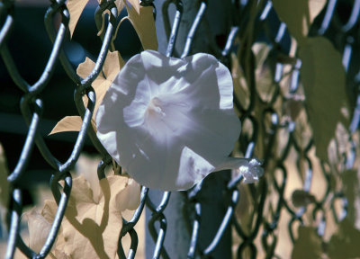 Morning Glory in Chains