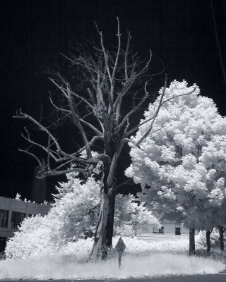 Dead Tree Live Tree