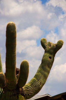 Hang Loose Cactus