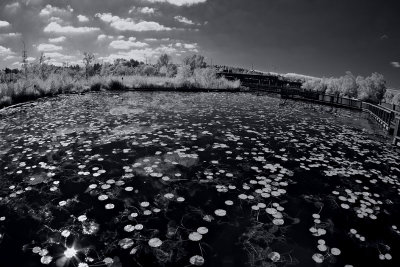 Arboretum IR 3