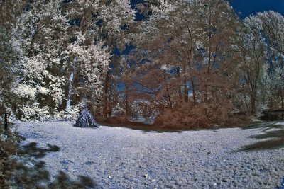 Arboretum IR 7