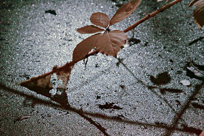 Arboretum IR 8